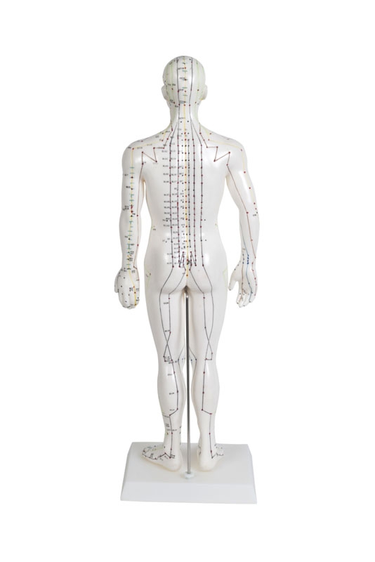 11" Tall Male Acupuncture Anatomical Model NEW 