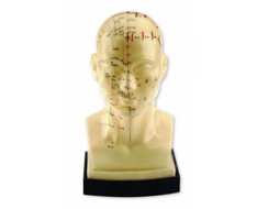 Acupuncture Models