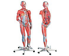 Anatomical models and plates