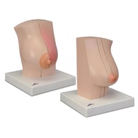 Female breast anatomical model L56. Realistic breast anatomy for teaching and training.