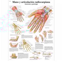 Anatomy Sheet: Hand and Radiocarpal Joint