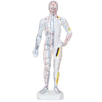 Anatomical Model of the Male Human Body 26 cm: 361 acupuncture points and 80 curious points