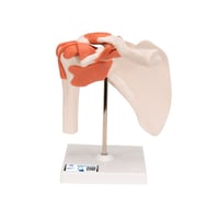 Shoulder Joint (Functional Model)