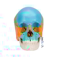 22-piece detachable skull model: Educational version
