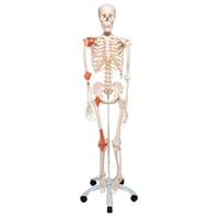 Leo anatomical skeleton: with articular ligaments and five-legged support with wheels