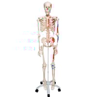 Max anatomical skeleton: with muscles on five-legged stand with wheels