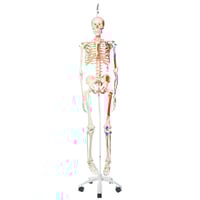 Max anatomical skeleton: with muscles and hanging on a metal stand with five wheels