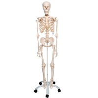 Stan anatomical classic skeleton: on five-legged stand with wheels
