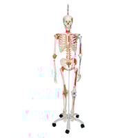 Deluxe Anatomical Skeleton Sam - On Five-Wheeled Metal Stand