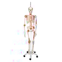 Sam Deluxe Anatomical Skeleton - On Hanging Stand with Five Wheels