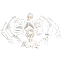 Complete disarticulated skeleton: with three-piece skull