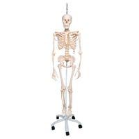 Physiological skeleton Phil: on five-wheeled rotating support (Special physiotherapy and osteopathy)