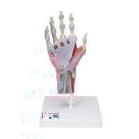 Hand skeleton model with ligaments and muscles
