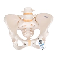 Female Pelvis Skeleton Anatomical Model