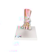 Foot skeleton model with ligaments and muscles