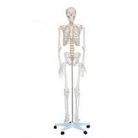 Life Size Skeleton 1.80 meters