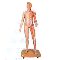 Full body dual sex human figure (Detachable into 39 pieces)