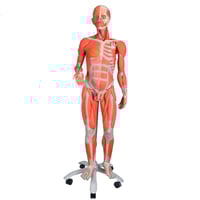 Double Sex Muscle Human Replica Figure (Disassembled into 45 Pieces)