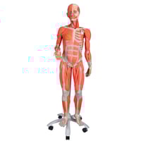 Female human figure with muscles (Detachable into 23 pieces)