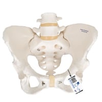 Anatomical model of the flexible female pelvic skeleton