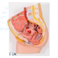 Anatomical model of female pelvis (Two pieces)