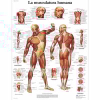Anatomy sheet: Human musculature