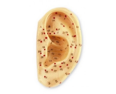 Auriculopuncture Models Auriculopuncture Models