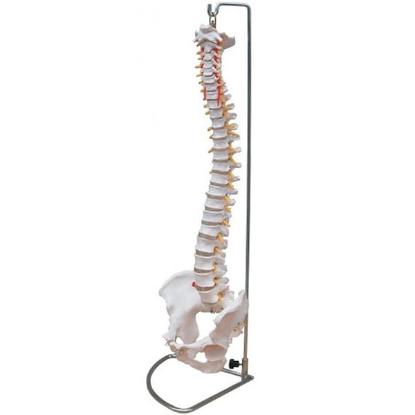 Life Size Spine with Pelvis