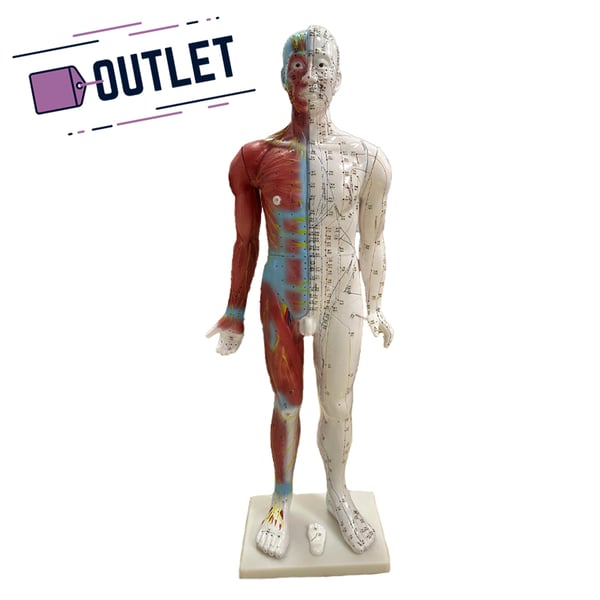 Anatomical model of male human body 85 cm - OUTLET