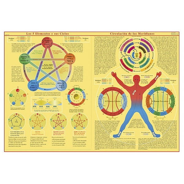 Poster of the five elements and their cycles: Circulation of the meridians