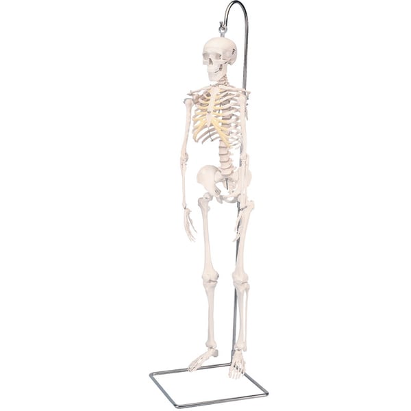 Shorty full mini skeleton on hanging stand
