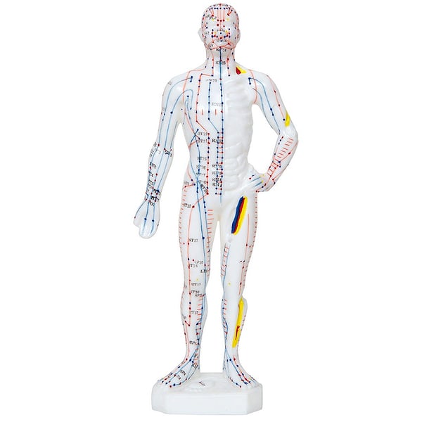 Anatomical Model of the Male Human Body 26 cm: 361 acupuncture points and 80 curious points