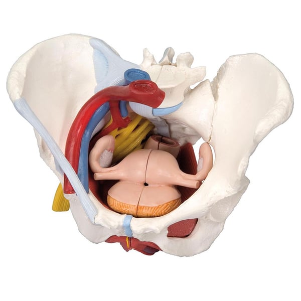 Anatomical model of female pelvis with ligaments, veins, nerves, pelvic floor and organs (six parts)