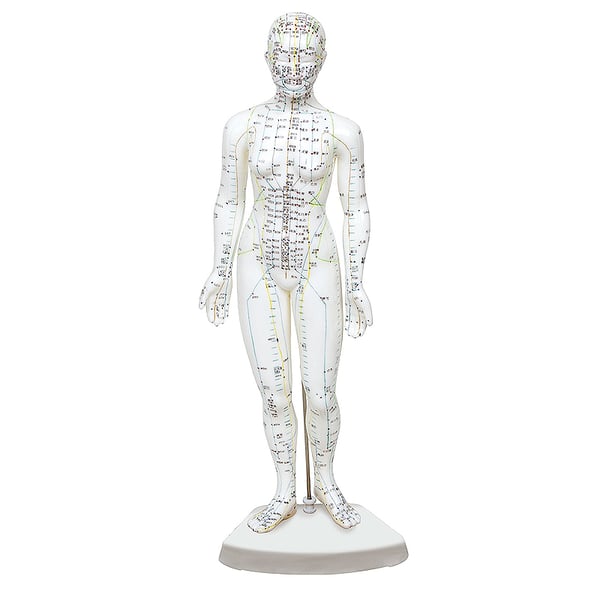 Female human body model 46 cm: 361 acupuncture points and 80 curious points