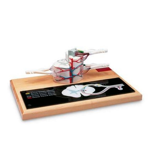 Spinal Cord Model (Six times life size)
