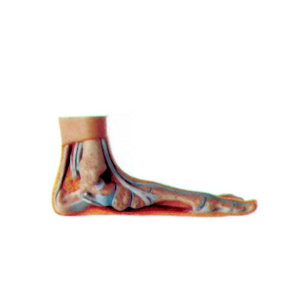 Flat exhibition foot