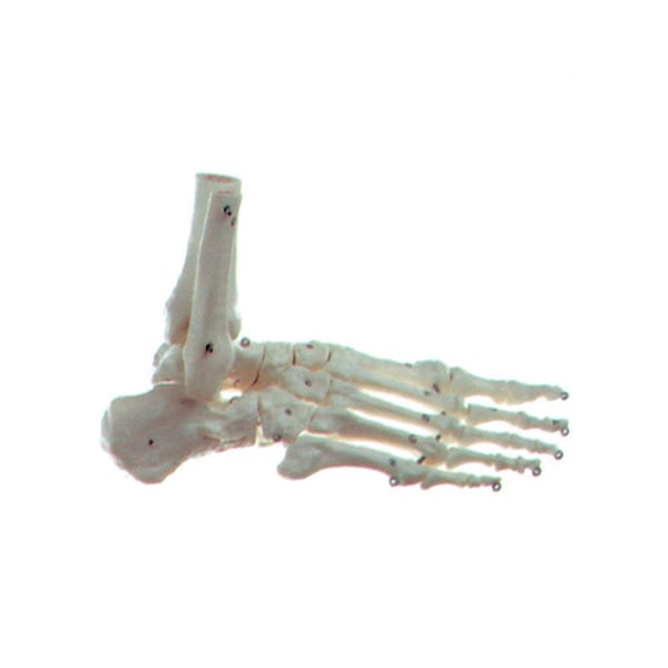 Articulated bony foot
