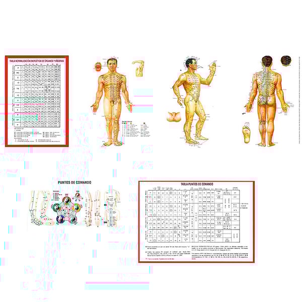 Plasticized triptych of the TCM anatomophysiology practical guide