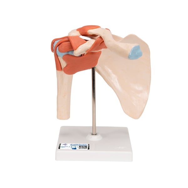 Functional model of the shoulder joint with ligaments