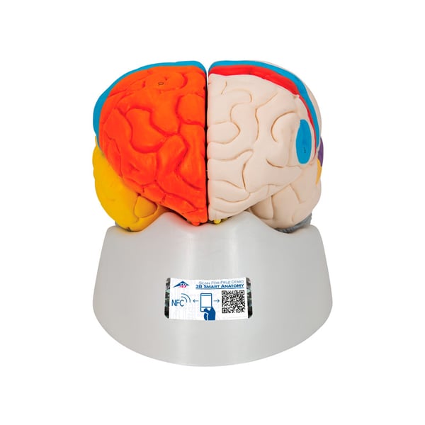 Detachable neuro-anatomical brain in eight pieces