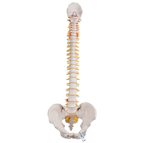 Flexible Spine Model: Classic Version