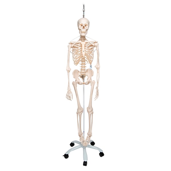 Feldi complete functional skeleton: hanging from a metal foot with five wheels (Special model)