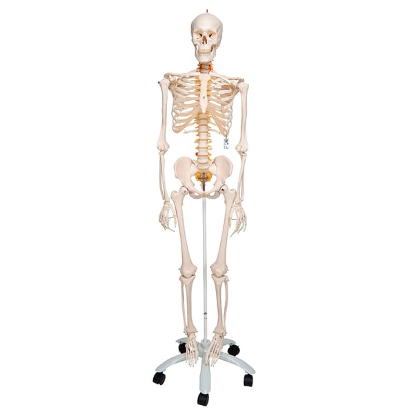 Fred Deluxe Anatomical Skeleton - Flexible Skeleton on Five Legged Stand with Wheels