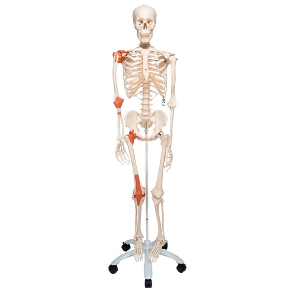Leo anatomical skeleton: with articular ligaments and five-legged support with wheels