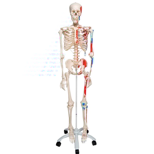Max anatomical skeleton: with muscles on five-legged stand with wheels