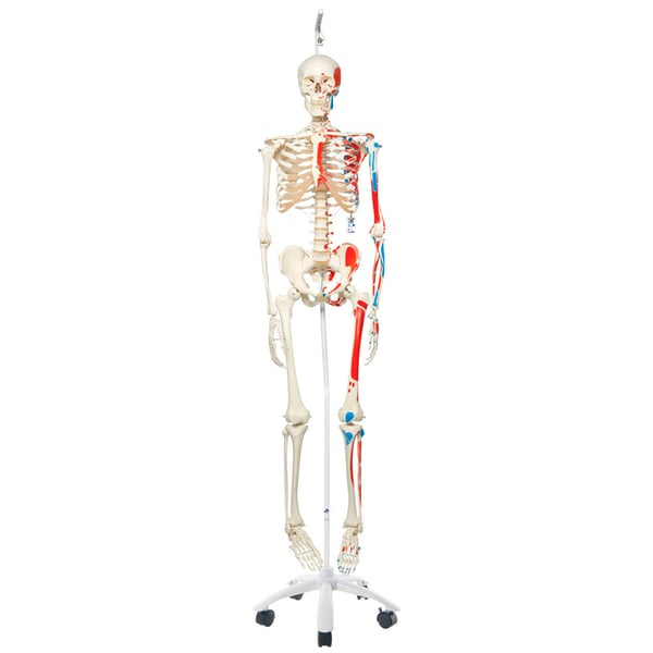 Max anatomical skeleton: with muscles and hanging on a metal stand with five wheels