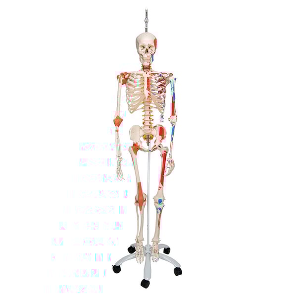 Sam Deluxe Anatomical Skeleton - On Hanging Stand with Five Wheels