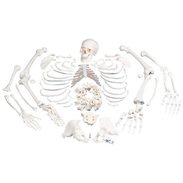 Complete disarticulated skeleton: with three-piece skull