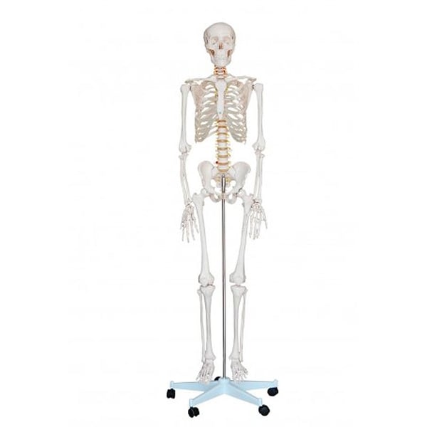 Life Size Skeleton 1.80 meters