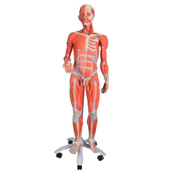 Double Sex Muscle Human Replica Figure (Disassembled into 45 Pieces)